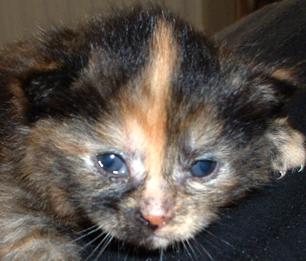 Kitten van 18 dagen met schone oogjes door de oogzalf